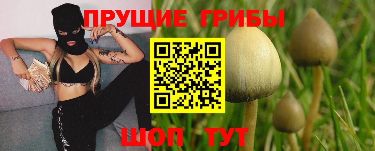 Псилоцибиновые грибы Psilocybine cubensis Дмитров